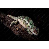 Camaleón Pantera - Furcifer Pardalis (Machos / Medianos)